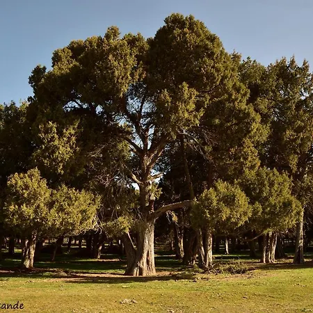 El Nido Del Mirlo * Casarejos