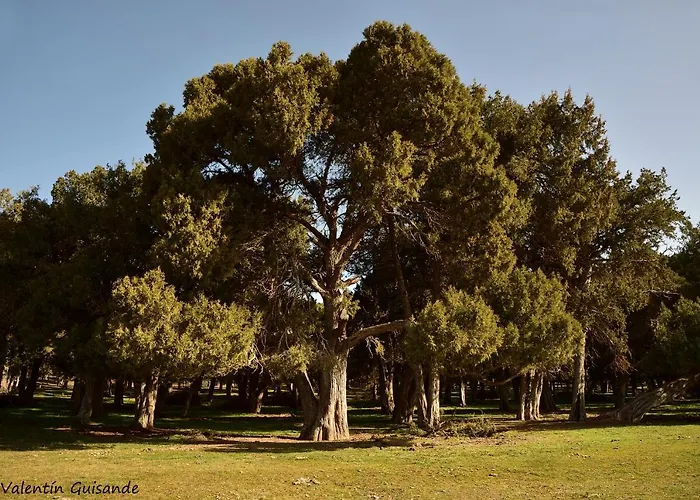 El Nido Del Mirlo * Casarejos